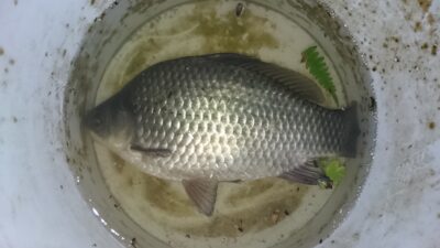 Sidabrinis karosas, 0,5 kg — Sujainių