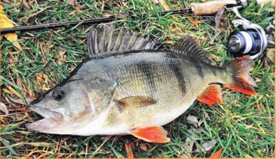 Ešerys, 0,9 kg — Dreverna