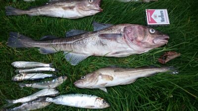 Menkė, 2,0 kg — Baltijos jūra