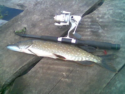 Lydeka, 1,3 kg — Mielaičių