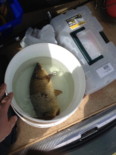Paprastasis karpis, 1,0 kg