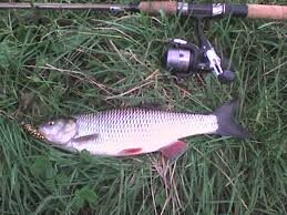 Žiobris, 1,2 kg