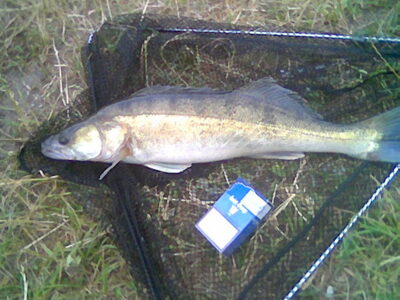 Starkis, 1,6 kg — Bērziņu karjers