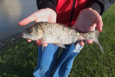 Auksinis karosas, 0,3 kg