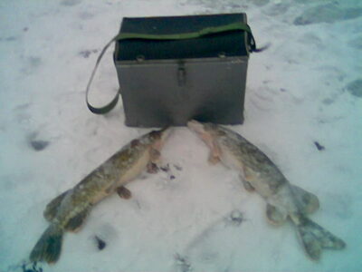 Lydeka, 1,2 kg — Tērvetes ūdenskrātuve (Gulbju ezers)