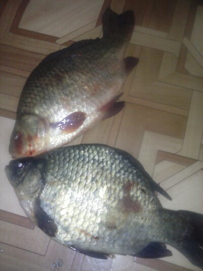Auksinis karosas, 0,7 kg — Mielaičių