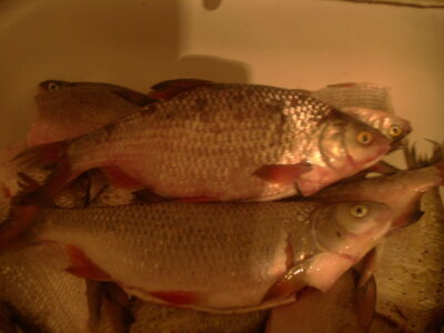 Paprastoji kuoja, 0,8 kg — ATMATA