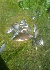 Karšis, 3,0 kg — Lydekis