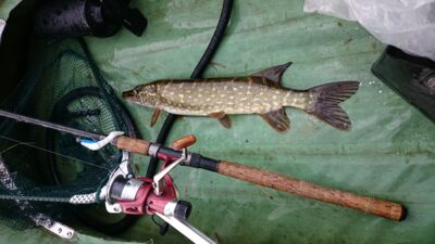 Lydeka, 0,8 kg — Žeimena