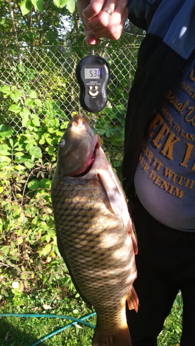 Paprastasis karpis, 5,3 kg