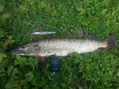 Lydeka, 3,8 kg — Pikeliškiai