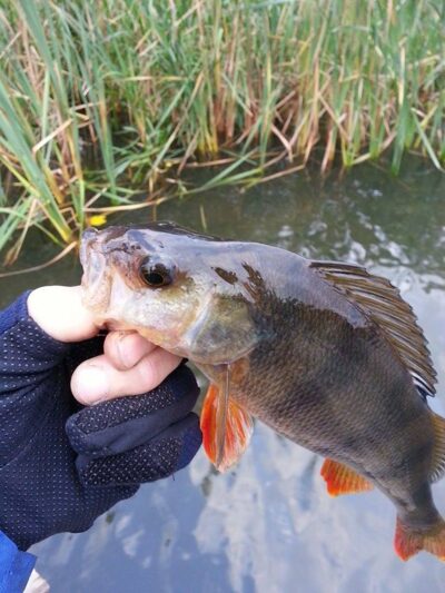 Ešerys, 0,4 kg — Danė