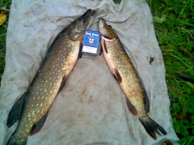 Lydeka, 2,3 kg — Joniškio I-asis