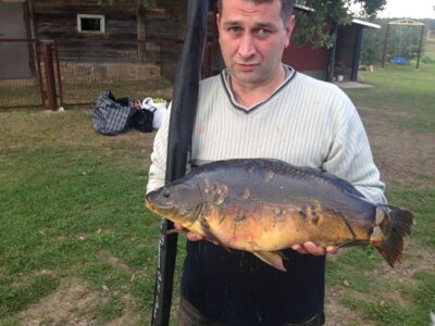 Paprastasis karpis, 5,2 kg