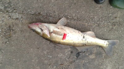Starkis, 3,5 kg — Kauno marių