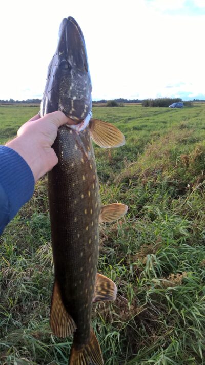 Lydeka, 2,9 kg