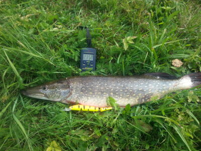 Lydeka, 2,4 kg — Pikeliškiai