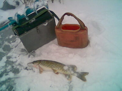Lydeka, 1,4 kg — Tērvete
