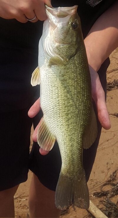 Largemouth Bass — Vygeboom Dam