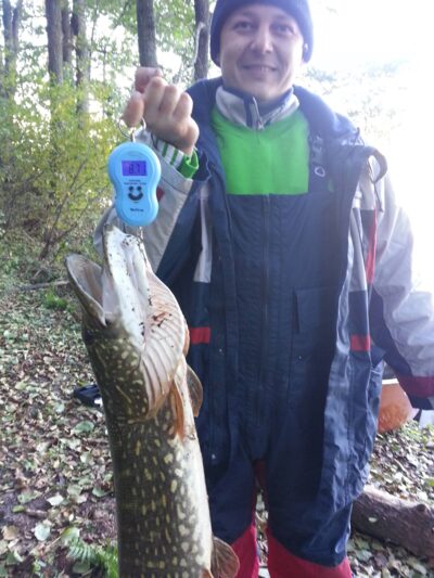 Lydeka, 8,7 kg