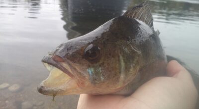 Ešerys, 0,4 kg — Nemunas