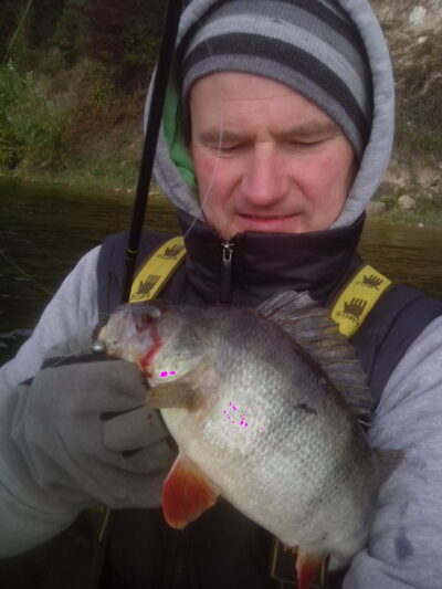 Ešerys, 0,9 kg — Kauno marių