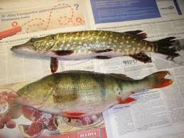 Lydeka, 0,8 kg — Surmius