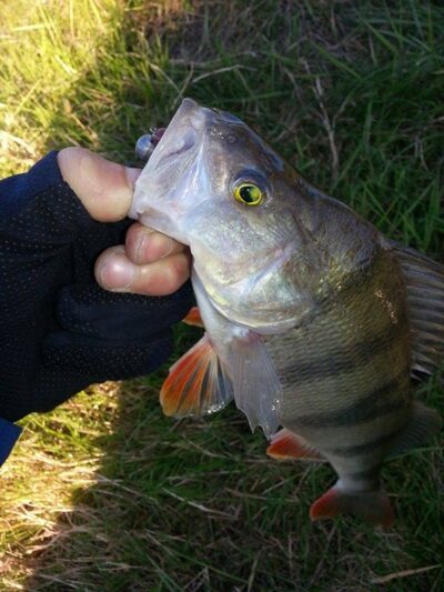 Ešerys, 0,5 kg — Minija