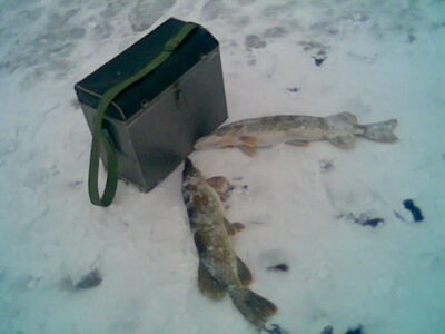 Lydeka, 1,3 kg — Tērvetes ūdenskrātuve (Gulbju ezers)