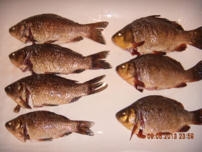 Sidabrinis karosas, 0,4 kg — Gilūšis