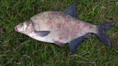 Karšis, 1,6 kg