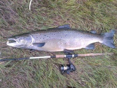 Atlantinė lašiša, 5,8 kg — Šventoji