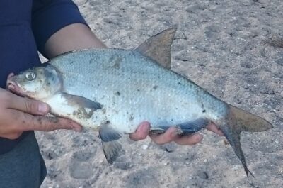 Karšis, 1,0 kg — Kauno marių