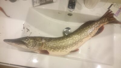 Lydeka, 2,8 kg — Neris