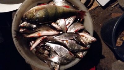 Ešerys, 1,0 kg — Galuonai