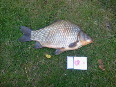Auksinis karosas, 1,8 kg — Telšių sodininkų bendrija