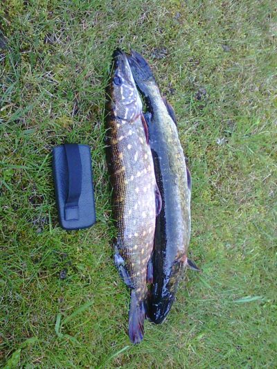 Lydeka, 0,8 kg — Dargaičių