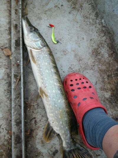 Lydeka, 0,3 kg