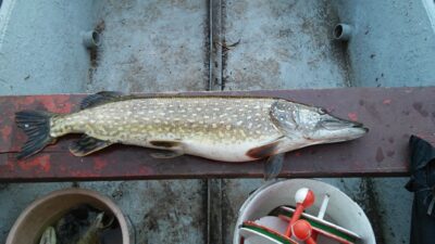 Lydeka, 8,0 kg — Sablauskių
