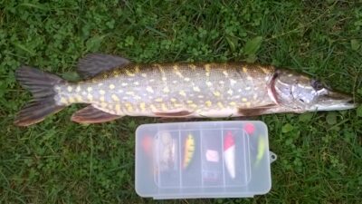 Lydeka, 1,0 kg