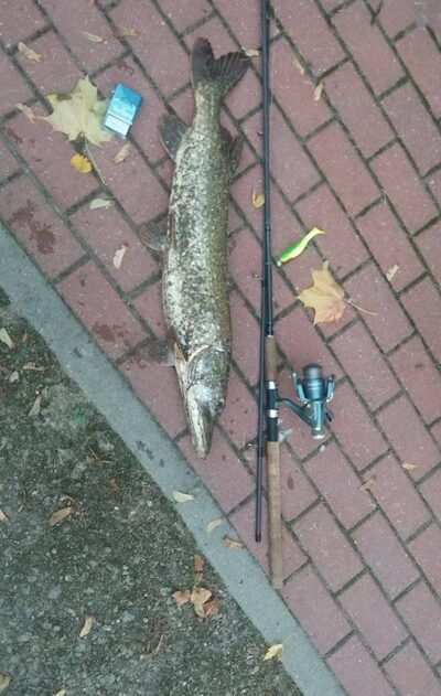 Lydeka, 3,9 kg — Nemunas