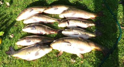 Paprastasis karpis ×10