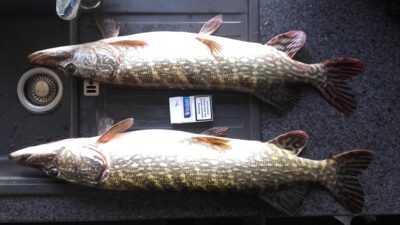 Lydeka, 3,1 kg