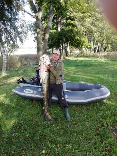 šamas, 33,0 kg