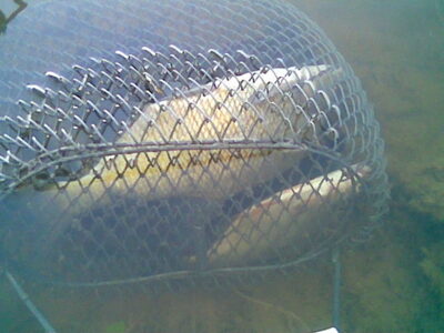 Karšis, 1,4 kg — Beržėnų