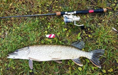 Lydeka, 2,2 kg