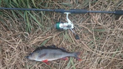 Ešerys, 0,6 kg