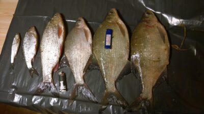 Karšis, 1,2 kg