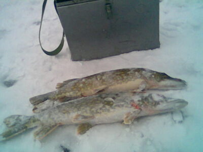 Lydeka, 1,4 kg — Tērvetes ūdenskrātuve (Gulbju ezers)