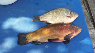 Lynas, 1,4 kg — Kauno marių